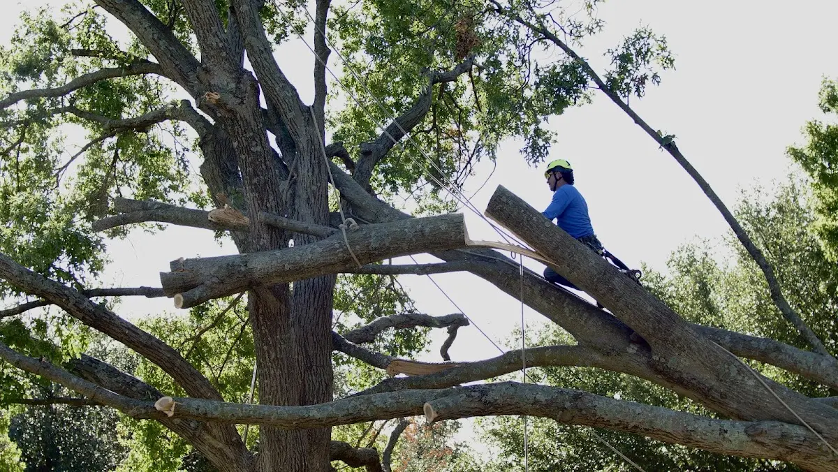 Professional Hazardous Tree Removal performed by certified arborists in Pinnacle